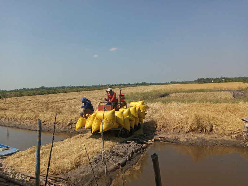 mo hinh tom lua (3).jpg